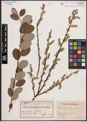 Foto von Salix caprea L. x Salix repens L.